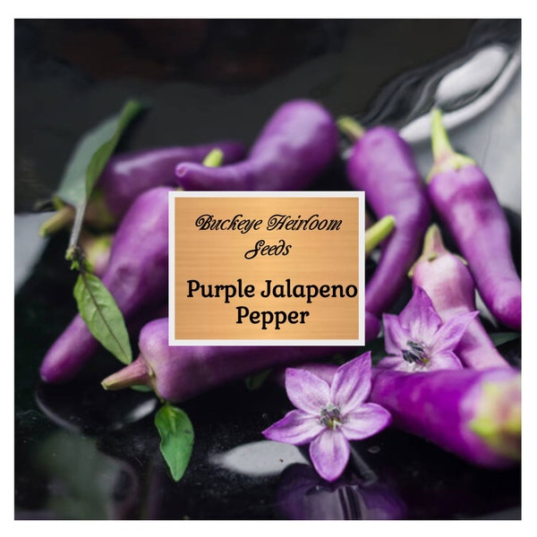 Purple Jalapeno -  Hot Pepper - Seeds - Non Gmo - Buckeye Heirloom Seeds