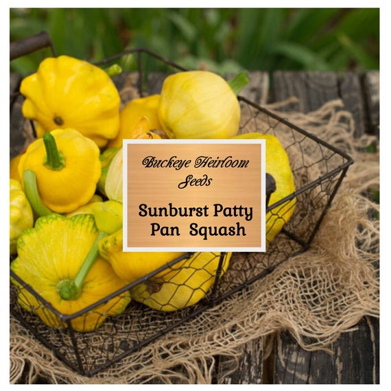 thumbnail image 2 of Sunburst Squash Seeds - Yellow Scallop Patty Pan Squash For Gardens & Containers 2 of 12