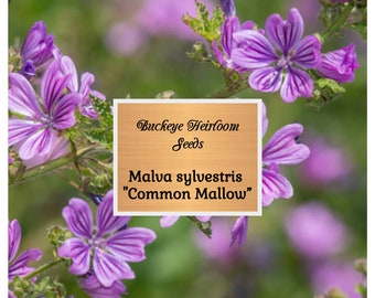 Malva sylvestris - Seeds - Common Mallow - Perennial - Buckeye Heirloom Seeds