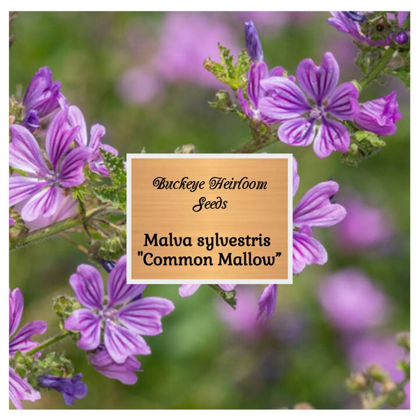 Malva sylvestris - Seeds - Common Mallow - Perennial - Buckeye Heirloom Seeds