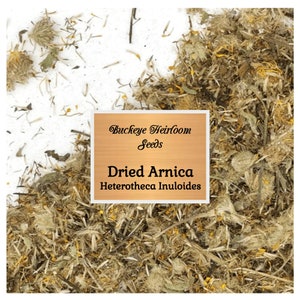 Dried Arnica - Heterotheca Inuloides - Mexica arnic - Natural Dried Arnica - Healing Herb - Buckeye Heirloom Seeds