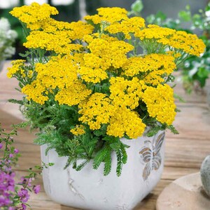 Dwarf Gold Yarrow Seeds Yarrow Flowers Open Pollinated Non-GMO Achillea Tomentosa Aurea Buckeye Heirloom Seeds image 5