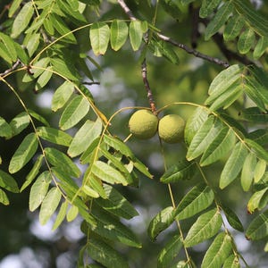 Black Walnut Tree Seedlings Grade A, Dormant, Air Prune Box, Grow Your Own Tree