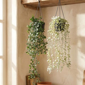 May include: Two artificial trailing plants in black plastic pots suspended by black metal hooks. One plant features dark green pointed leaves, while the other has light sage green rounded leaves. Both plants hang from a wooden shelf.