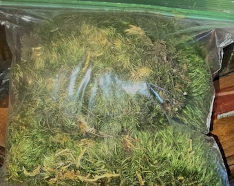 Natural Live Cushion Moss – Freshly Harvested