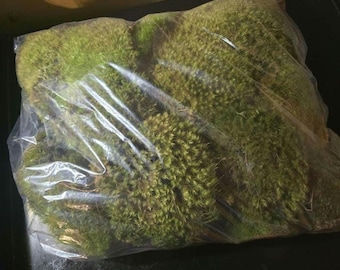 Fresh Cushion Moss – Lush Forest Green Mood Moss for Terrariums, Fairy Gardens, and Natural Decor (Hand-Collected, Vibrant & Soft)