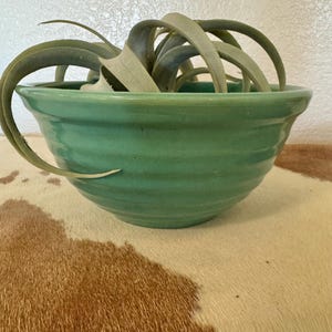 May include: A green ceramic bowl with a ridged exterior holds a green air plant. The bowl is set on a brown and white patterned surface. The air plant has long, curling leaves.