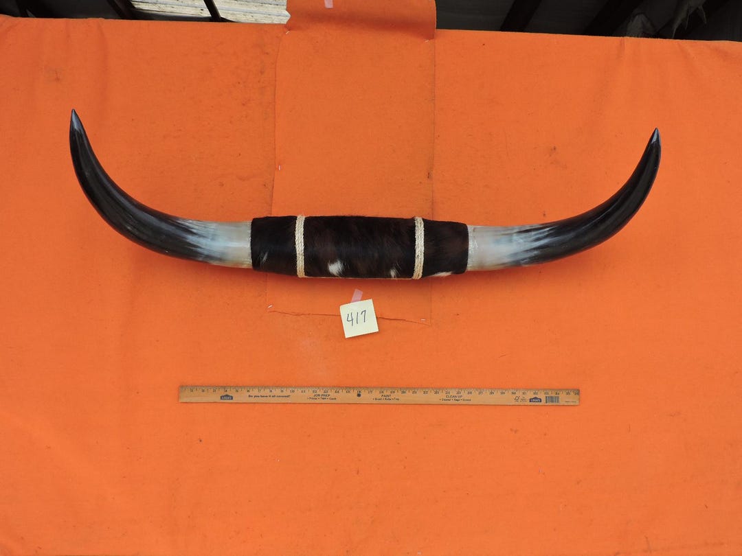 Mounted Steer Bull Horns 3'8