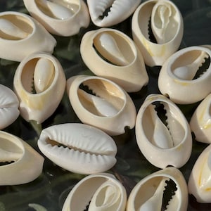 May include: A collection of cream-colored cowrie shells, some with a smooth, polished exterior and others with a textured, ridged surface. The shells have a natural, organic shape, with a slit-like opening revealing the interior. The shells are arranged on a surface.