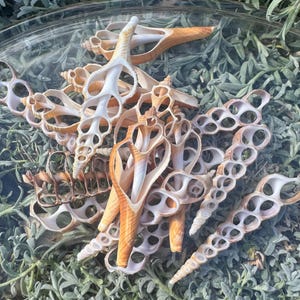 Peut inclure: Un assortiment de coquillages aux formes et tailles variées, dans des tons crème et beige. Les coquillages sont disposés sur une assiette en verre transparent, sur fond de feuillage vert. On distingue des spirales et des ouvertures.