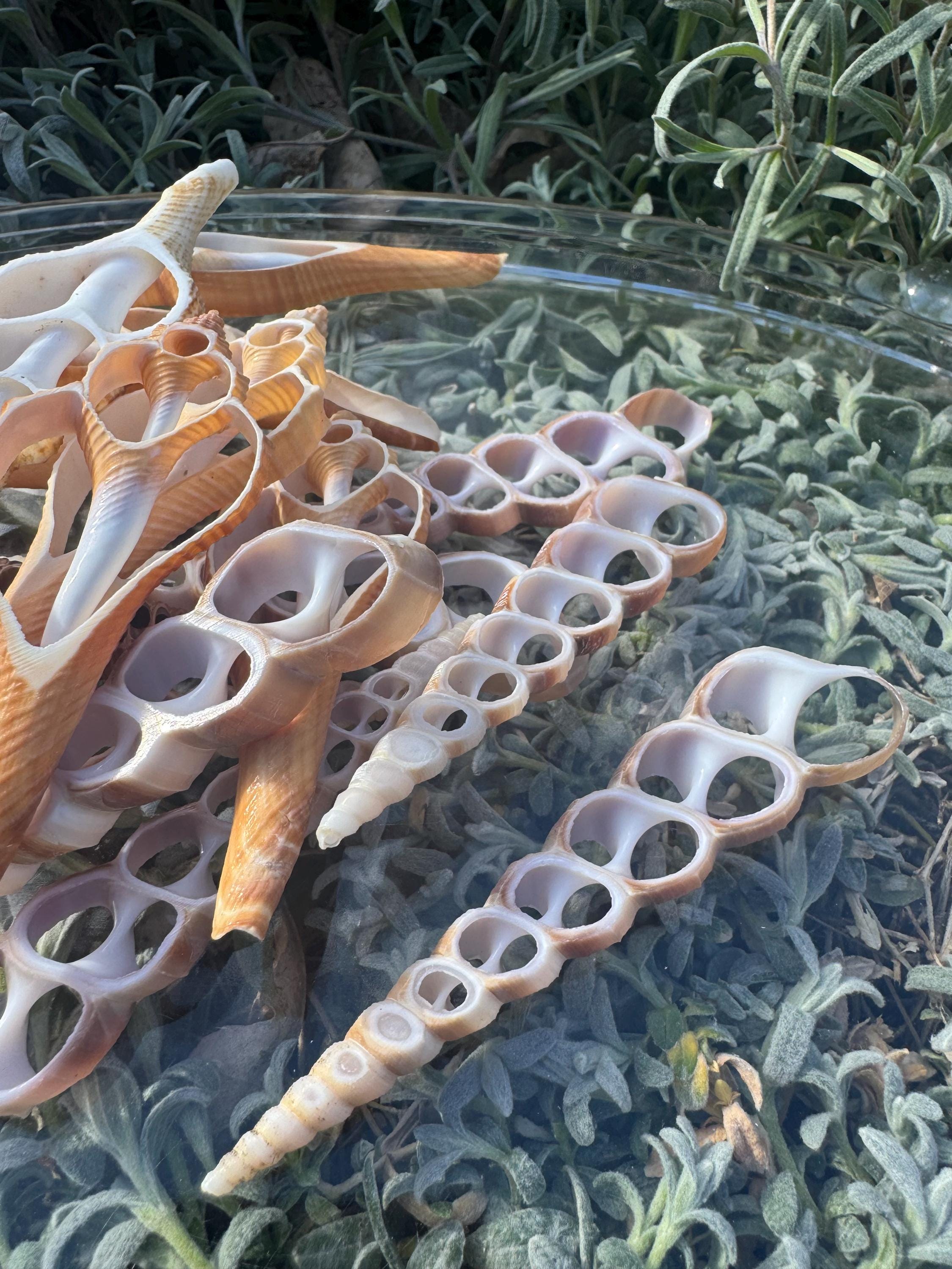 Shell Witchcraft Seashell Slices for Witchcraft – Natural Ocean Shell Pieces, Ritual ...
