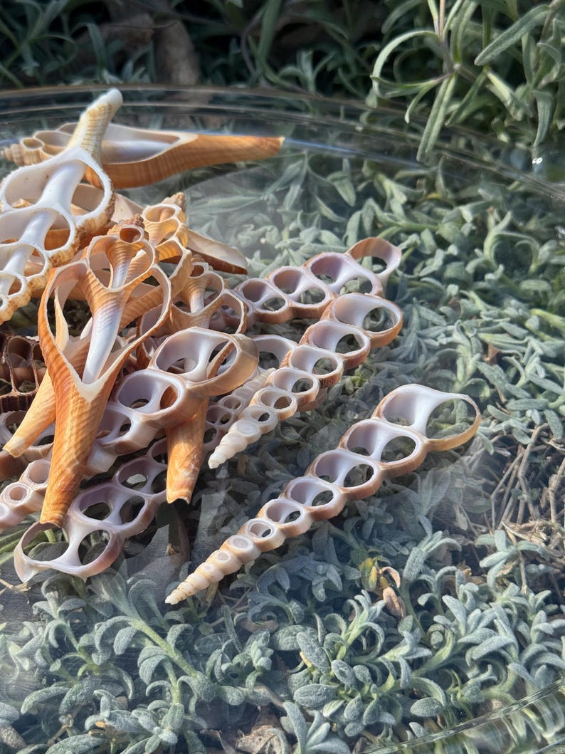 Shell Witchcraft Seashell Slices for Witchcraft – Natural Ocean Shell Pieces, Ritual ...