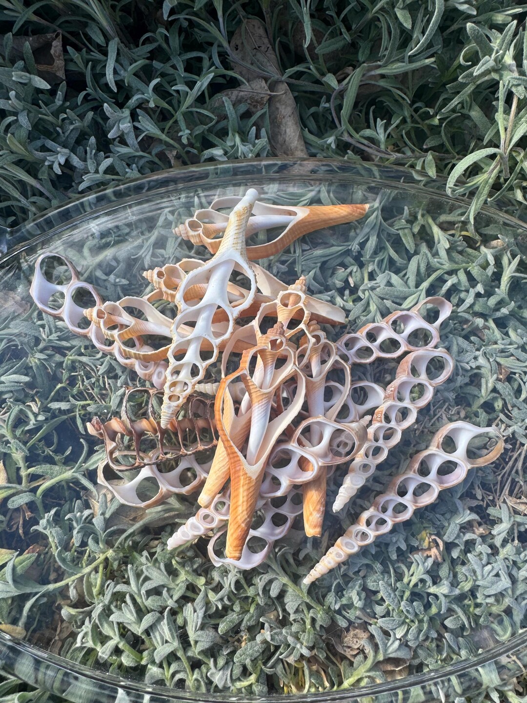 Shell Witchcraft Seashell Slices for Witchcraft – Natural Ocean Shell Pieces, Ritual ...