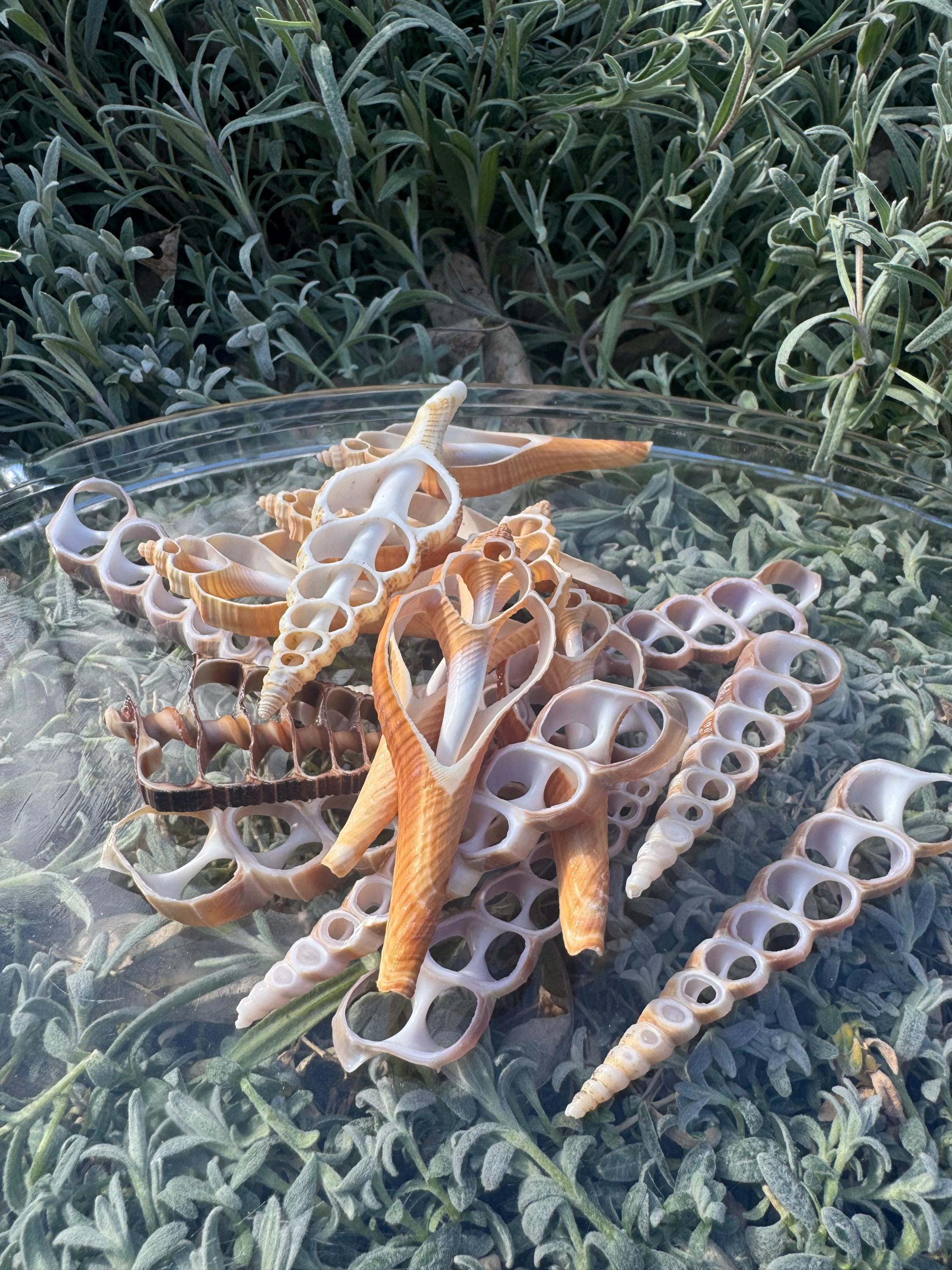 Shell Witchcraft Seashell Slices for Witchcraft – Natural Ocean Shell Pieces, Ritual ...