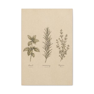 Basil Rosemary Thyme Illustration Canvas