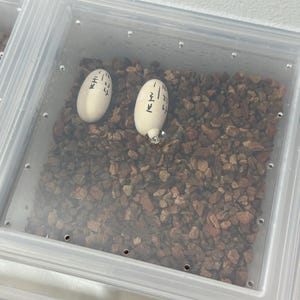 Puede incluir: Dos huevos blancos con marcas negras descansan sobre un lecho de pequeñas rocas marrones dentro de un recipiente de plástico transparente. El recipiente forma parte de una instalación más grande, lo que sugiere un entorno de cría de reptiles o anfibios.