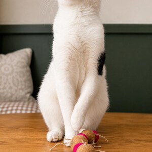 May include: A white cat with black markings sits on a wooden surface, looking upwards. The cat has green eyes and a pink nose. Cat toys made of cork and pink felt are in front of the cat. The background is a mix of green and beige.