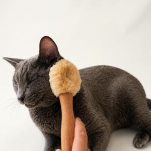 Könnte beinhalten: Eine Fellbürste mit einem hellbraunen Holzgriff und einem runden, beigefarbenen Bürstenkopf. Die Bürste wird an die Seite einer grauen Katze gehalten, wobei die Borsten am Fell der Katze im Bereich von Ohr und Wange anliegen.