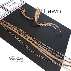 Brown Feather Hair Extension Kit, (6) Real Feathers with Optional DIY Kit, Pick Your Length Short Feathers up to 16" Long - Fawn Brown