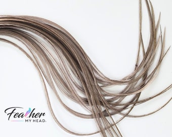 Light Gray Dun Hair Feather Extensions, Pick Your Length Up to 16 Plus Inches Long, 6 Premium Hair Feathers With Optional Feather Kit