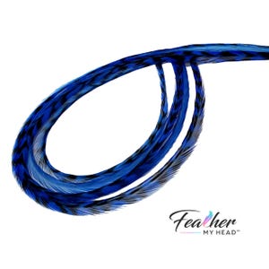 Op de afbeelding: Een set lange, dunne, flexibele veren met een levendig blauw en zwart gestreept patroon, gerangschikt in een gebogen, lusvormige vorm. De tekst Feather MY HEAD is in het zwart gedrukt met een klein kleurrijk veericoontje boven de letter a.