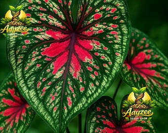 10 Würzige Caladium Zwiebeln zum Bepflanzen - Bunte Tropische Laubpflanzen, Schattenliebende Indoor & Outdoor Gartenzwiebeln für Container,