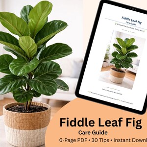 May include: A healthy Fiddle Leaf Fig plant with large, vibrant green leaves in a woven pot. A tablet displays a care guide with the title "Fiddle Leaf Fig Care Guide". The guide is a 6-page PDF with 30 tips.