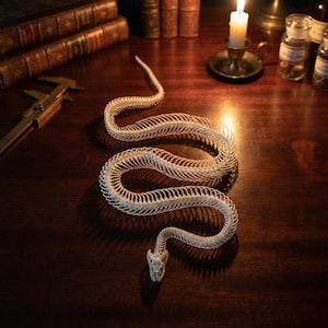 Genuine Snake Skeleton | Ethically Sourced Reptile Taxidermy | Dark Academia Oddities & Gothic Home Decor | Real Bone Art