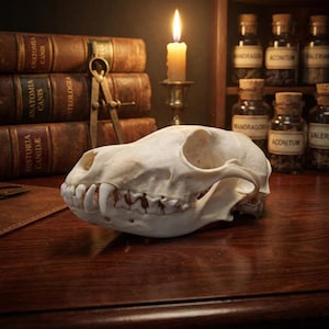 Könnte beinhalten: Ein detaillierter Schädel eines Hundes, mit sichtbaren Zähnen und Knochenstruktur, liegt auf einer dunklen Holzoberfläche. Eine brennende Kerze und antike Bücher im Hintergrund erzeugen eine Vintage- und wissenschaftliche Atmosphäre. Die Szene erinnert an ein Studium.