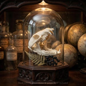 Authentic Raccoon Skull | Ethically Sourced Taxidermy Specimen | Dark Academia & Gothic Decor | Vulture Culture Oddities | Procyon Lotor