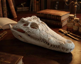 Real Crocodile Skull | Authentic Alligator Head Taxidermy | Dark Academia Curio | Prehistoric Bone Art | Gothic Home Decor | 10-12"