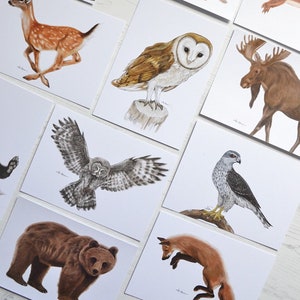 Animaux de la forêt - 11 cartes postales Nature