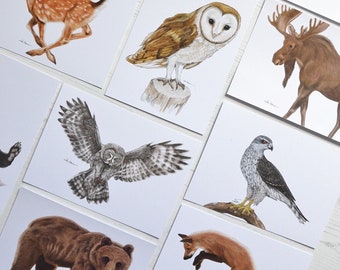 Woodland Animals - 11 Nature postcards