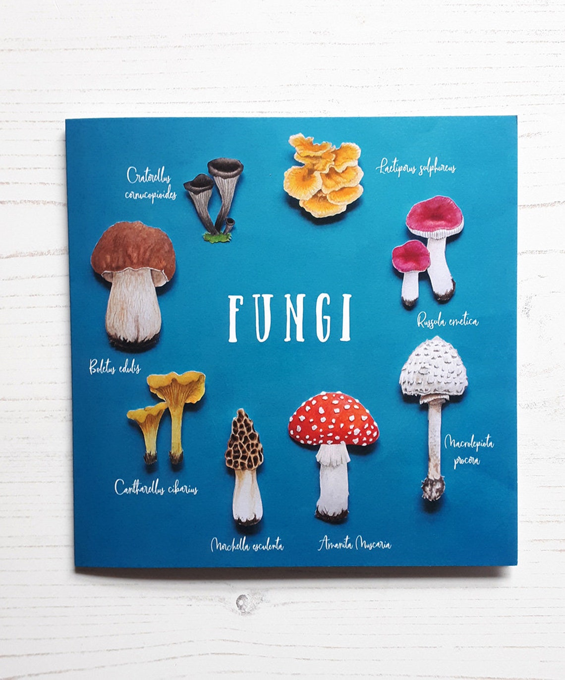Mushroom Card Fungi Greeting Card Etsy