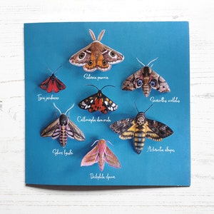 Printed Moths Greeting Card | Eco Friendly Blank Nature Card | Luna Moth Birthday or Gift for Her