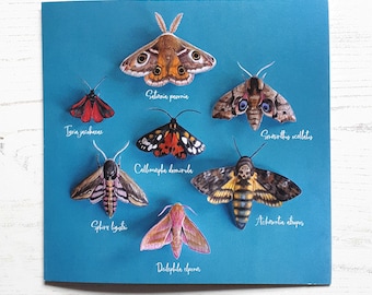Moths Card - Moths Greeting Card