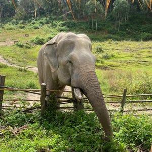 以下が含まれることがあります： 草地で立っている大きな灰色の象。 ゾウの鼻は地面に向かって伸びています。 木の柵と緑豊かな植物がゾウを取り囲んでいます。 背景には木々のある丘と、一部曇りの空が写っています。