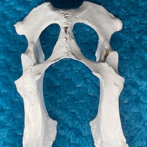 May include: A white, bone-like anatomical model of a pelvis, featuring two large openings and a central ridge. The model is set against a textured, blue background, highlighting its detailed structure and form.