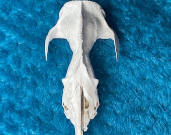 Opossum Cranium Skull Foraged Ethically
