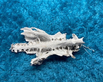 Saltwater Catfish Skull | “Crucifix Fish Skull” | Ethically Foraged Bone