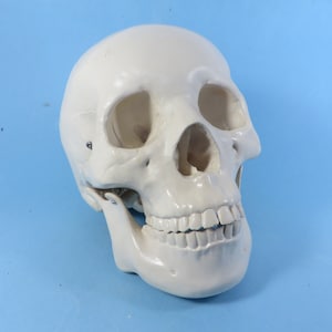 Vintage Anatomical Life Size Human Skull Model - Model Anatomical Human Skull