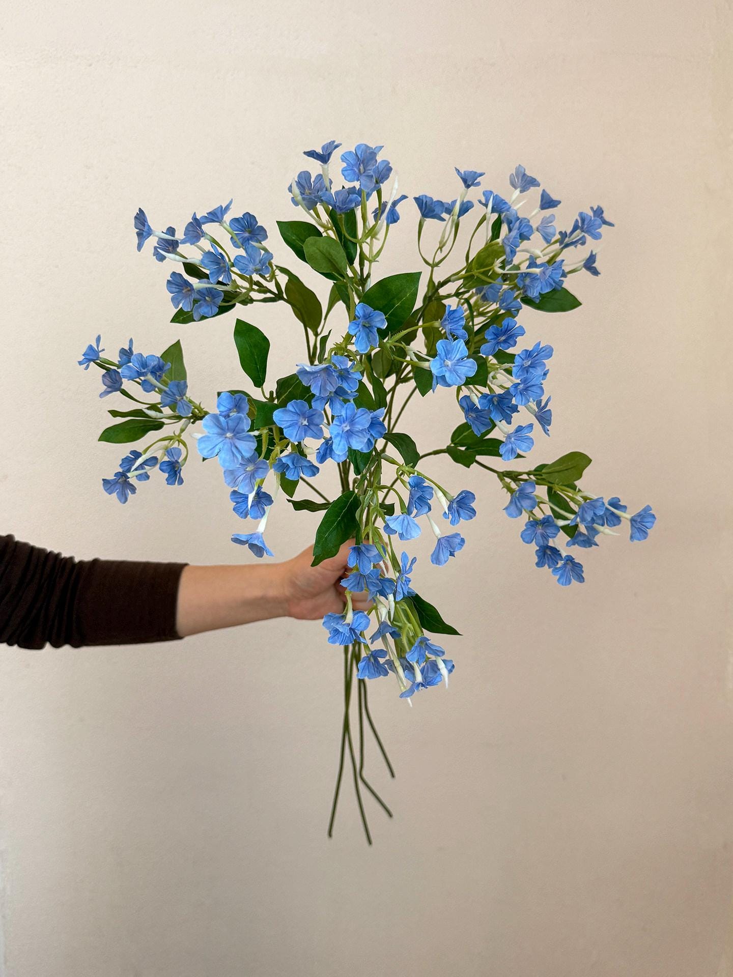 Blue Jasmine Flower - Etsy