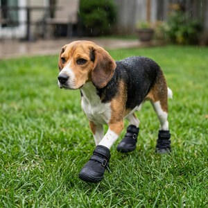 Pu&ograve; includere: Un cane Beagle tricolore, con segni marroni, bianchi e neri, indossa stivali impermeabili neri e cammina sull'erba verde sotto la pioggia. Gli stivali hanno una chiusura con fibbia.