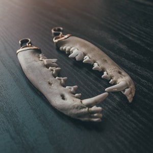 Real Coyote Jaw Bone hangers Ear Weights - BRASS, Earweights, for stretched ears