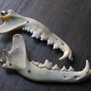 Può includere: Due mascelle di animali con denti visibili e raccordi in ottone. Le ossa sono biancastre e poggiano su una superficie grigio scuro. I denti sono bianchi e ben conservati, mostrando la struttura naturale della mascella.