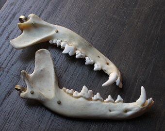 Coyote jawbones Ear weights/ Ear hangers, 2.0 design