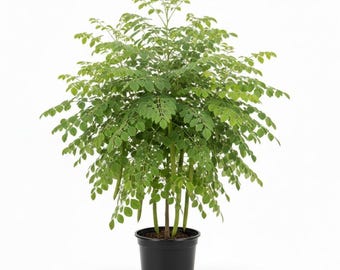 Moringa Live Plant 4 - 8 Inch Tall, Moringa Oleifera Plant for Planting, Well Rooted Seedling