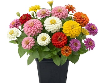2 plantas de zinnia surtidas de 7,5 a 12,5 cm de altura en maceta, plantas de flores de zinnia, plantas de flores de zinnia mixtas vivas, perennes para plantar.