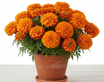 1 planta viva de caléndula naranja de Hawái, de 12-20 cm de altura en maceta, plantas vivas de flores de caléndula naranja, perenne para plantar en interiores y exteriores.