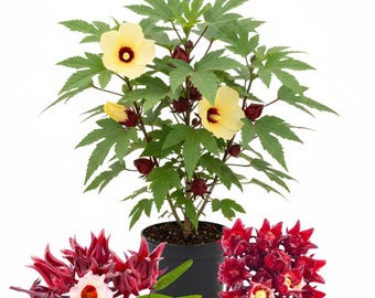 2 plantas de hibisco roselle rojo vivas, de 20 a 30 cm de alto, planta de hibisco roselle viva en maceta, planta de hibisco sabdariffa para jardín al aire libre, bien enraizada